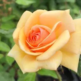 Sweet Honey Floribunda Rose (Rosa Sweet Honey) 1